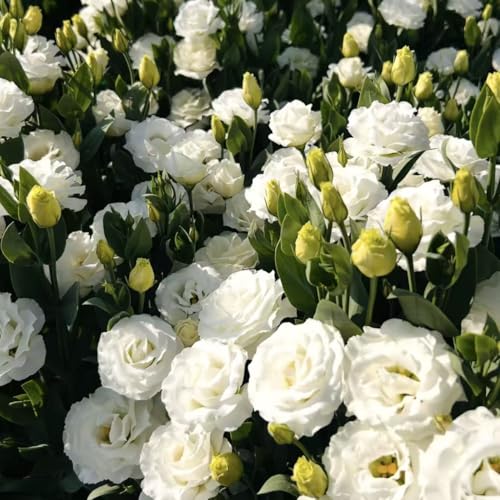 Lisianthus Seeds for Cut Flower Gardens 1000 or 2000 Annual Seeds for Growing Rose-Like Blooms on Long Stems for Bouquets Borders and Containers Ideal for Floral Arrangements (White 1000)