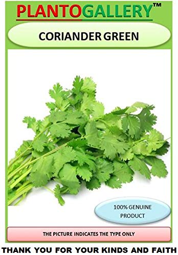 Image of Plantogallery Vegetable Seeds | Coriander Green | F1 Hybrid | Organic Seeds | For Pot & Home Garden seeds | pack of 1 pkt 50-100 Seeds each