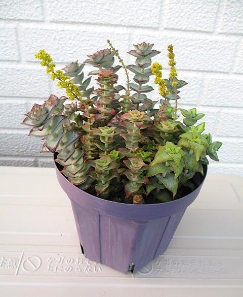 多肉植物 クラッスラ 南十字星 カット3本 Amazon.co.jp: 多肉植物