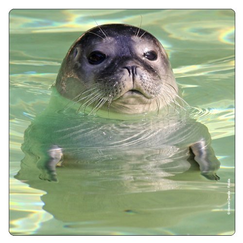 Foche monoporta Neugieriger foca calamita nell'