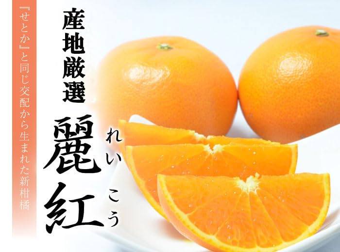 Amazon.co.jp: みかん 麗紅 れいこう 秀品 3L～Lサイズ 2.5kg はまさき
