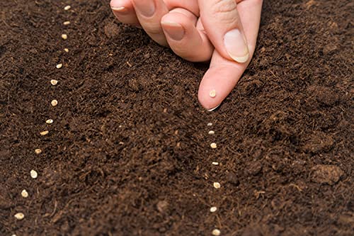 300+ Tomatoes Seeds For Planting, 6 Variety Pack Heirloom Non-Gmo Small Cherry Tomato, Golden Jubilee, Black Tomato, Yellow Pear, Roma Tomato, Beefsteak Slicing Tomato #TOP4