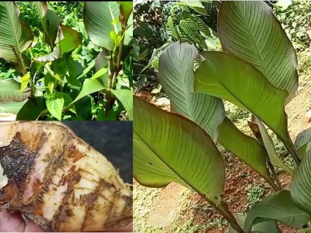 Madhura Chembu- VENUS-ONLINE Sweet Taro Root or Colocasia esculenta ...