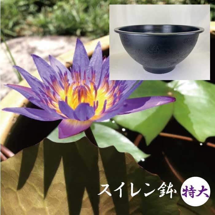 特大　水瓶　睡蓮鉢　幅123cm Amazon.co.jp: スイレン 鉢 特大 直径60cm 深さ30cm 50リットル