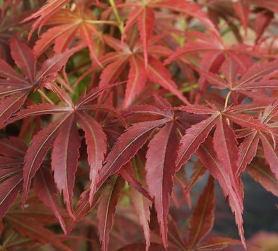 Orion Japanese Maple 1 - Year Live Plant