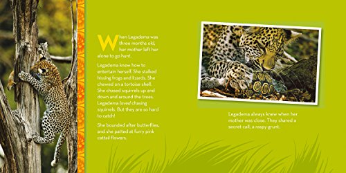 A Leap for Legadema: The True Story of a Little Leopard in a Big World (Baby Animal Tales) - Image 3