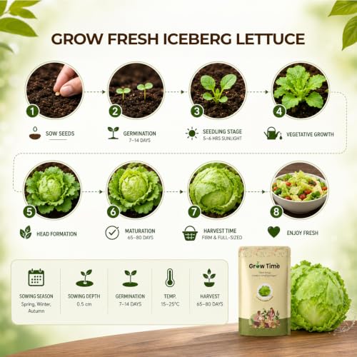 Image of Lettuce Iceberg Vegetable Seeds, Vegetable Seeds for Home Gardening, Vegetable Planting Seeds for Kitchen, Lettuce Iceberg Seeds (Green, Pack of 2g)