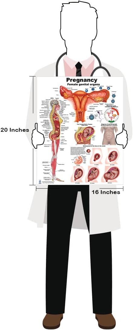 Pregnancy20*16 Heavy Plastic and Dry Erase Compatible