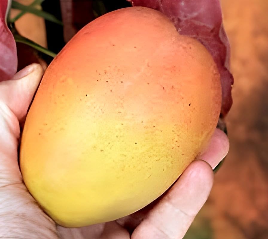 Image of Sweet Tasty Delicious Kesar Mango Plant Healthy Live Plant || For Home Garden Plant || Fresh Most Expensive Variety || Grafted Live Plant