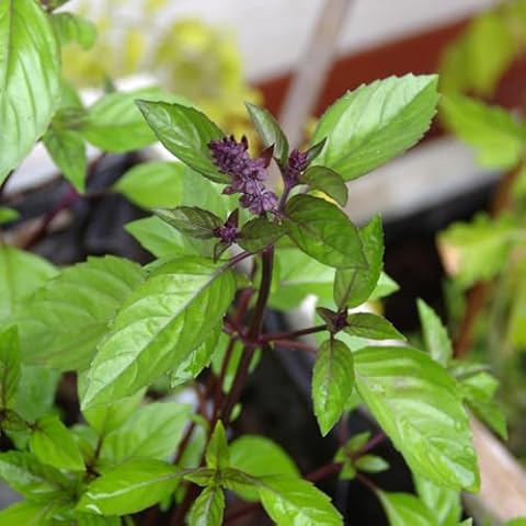 Premier Seeds Direct Basil Licorice Seeds Cover