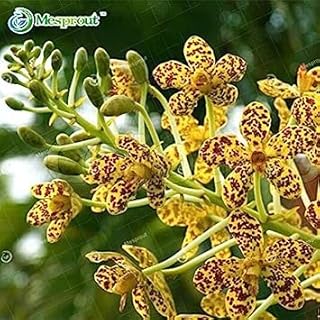 Leopard Cymbidium Seeds Garden Terrace Orchid Bonsai Seeds Bonsai Garden Orchid Flowers 100 Pieces: Only Seeds