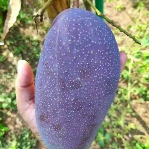 Black Stone Mango Fruit Tree plant Hybrid Black Stone Japanis Mango