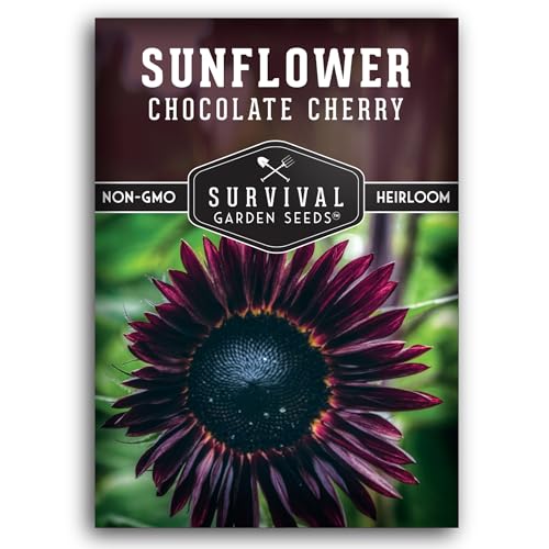 Chocolate Cherry Sunflower Seeds for Planting | Rare Burgundy Black