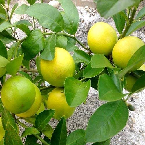 Image of Healthy Vibe Lemon Live Plant | Organic Gardening Plant for Home, Balcony & Terrace | Aromatic Citrus Tree (Height 1 feet to 2 feet)