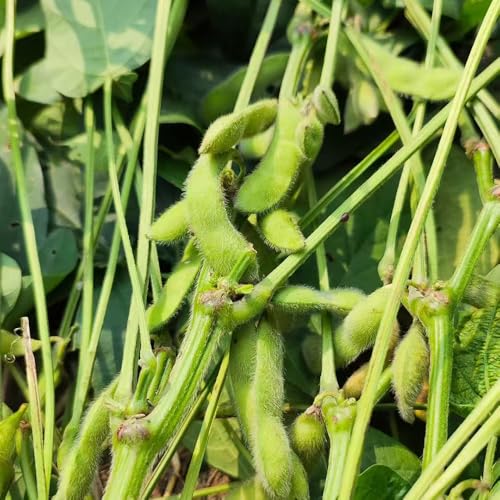 Semillas de frijol exóticas jardín de semillas frijol camas elevadas para jardín hortalizas Las 120pcs