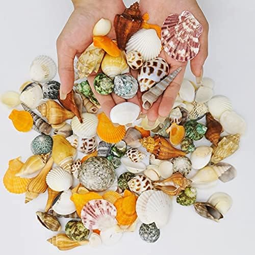 Sea Shells Mixed Beach Seashells, Colorful Natural Seashells Perfect Accents for Candle Making,Home Decorations, Beach Theme Party Wedding Decor, DIY Crafts, Fish Tank and Vase Fillers (80 Seashells)