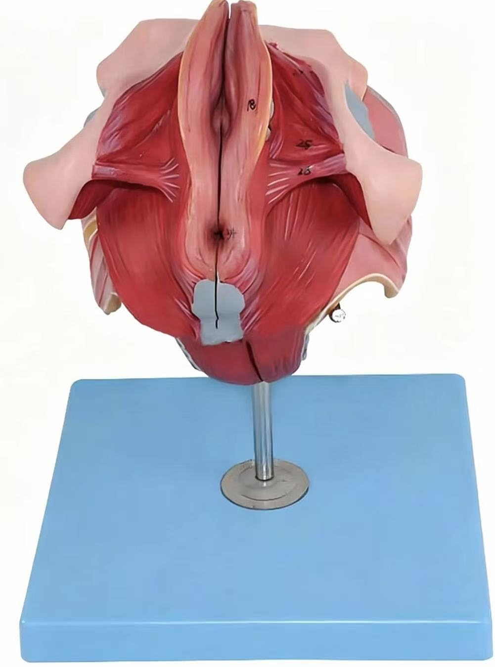 Female Genital Organ Anatomy Model, Female Perineal Model with Removable 4 Parts, Uterine Ovary Anatomical Model, for Medical Education