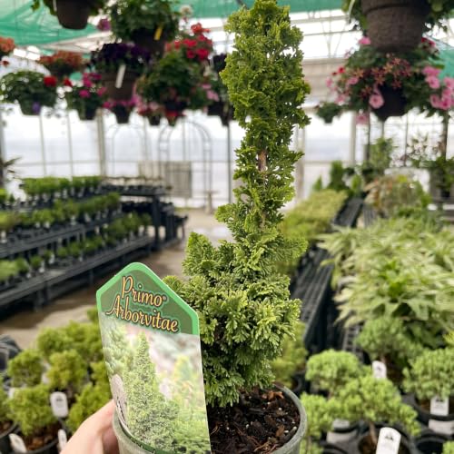 Primo Dwarf Arborvitae Plant