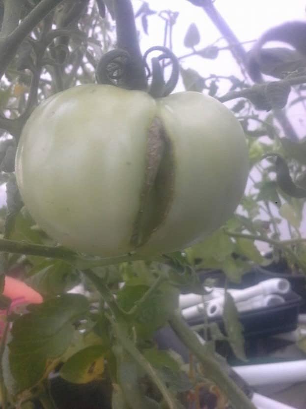 Miniatura 8 de TrueNute - Silicato de potasio en paquetes de 64 onzas, para acuaponía, hidroponía, empapamiento del suelo y aerosol foliar para corregir las