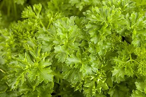 Petroselinum crispum P 0,5 Krause Petersilie,winterhart, deutsche Baumschulqualität, im Topf für optimales anwachsen