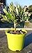 Olivenbaum Olea Europea Stämmchen 20 cm – Formgehölz für Garten, Terrasse & Balkon – Pflegeleicht, Winterhart & Dekorativ