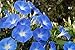 Produktbild Edel-Trichterwinde blau Prunkwinde 20 Samen, Ipomea Samen-großen, seidigen Blüten (Ipomea Tricolor)