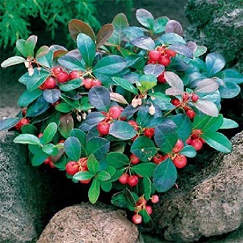 Semi Wintergreen (Gaultheria procumbens) Semi perenni 100 semi sfusi