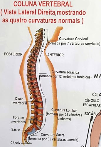 MAPA/POSTER DE ANATOMIA HUMANA - SISTEMA ESQUELÉTICO 1 - LARGURA 89 CM X ALTURA 117 CM