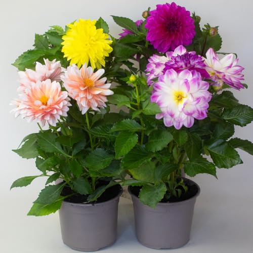 4 x Dahlia Plant - Perennial Plant Outdoor Ready -13cm Pots - Garden Flowers - Outdoor Plants - Garden Plants