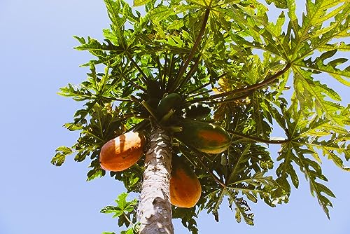 Image of 300 Seeds, Desi papaya seeds for planting, Germination tested