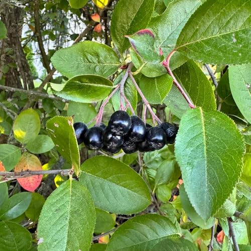 Semi di Aronia Melanocarpa, fresca da frutto acquistarere da frutto resistenti per il giardino colonnari resistenti nani Aronia nera, balcone esotiche 100pcs