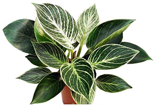 White Veined Birkin Philodendron - 2.5 Pot - Collectors Series by Hirts Gardens