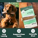 Mountain Valley Elk Antlers for Dogs - 100% Natural & Organic Chew for Aggressive Chewers, No Odor, No Mess, Long Lasting - Wild-Foraged Naturally Shed Antlers in USA - Grade A, Whole Small (3 Pack) - Image 3