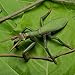 CollectA Insects Praying Mantis Toy Figure - Authentic Hand Painted Model