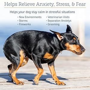 Rx-Vitamins-NutriCalm-Hemp-Calming-Chews-for-Dogs-Dog-Calming-Chews-with-Melatonin-and-Chamomile-Anxiety-Relief-Treats-Provides-Relaxation-Separation-Anxiety-Relief-for-Dogs-120-capsules - Cucciolini Doodles   Rx-Vitamins-NutriCalm-Hemp-Calming-Chews-for-Dogs-Dog-Calming-Chews-with-Melatonin-and-Chamomile-Anxiety-Relief-Treats-Provides-Relaxation-Separation-Anxiety-Relief-for-Dogs-120-capsules