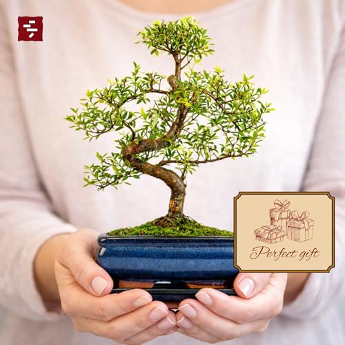 Syzygium Bonsai Tree 25–35cm | 6–8 Years Old | Elegant Indoor Gift for Beginners | Includes Glazed Ceramic Pot & Drip Tray | Easy Care Houseplant – Premium Quality - Image 4