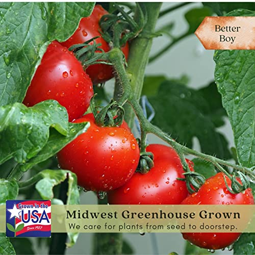 Clovers Better Boy Tomato Plants – Two (2) Live Plants – Non-GMO - Not Seeds - Each 4" to 8" Tall – in 4" Inch Pots – Indeterminate, World Record Holder
