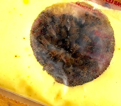 Apicoltura completo Bee food - Candipolline 2 x 1