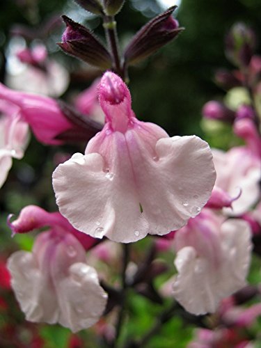 40+ Salvia Pink Frills Flower Seeds /Long Lasting Perennial / Drought Tolerant 40+ Salvia Pink Frills Flower Seeds /Long Lasting Perennial / Drought Tolerant