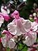 40+ Salvia Pink Frills Flower Seeds /Long Lasting Perennial / Drought Tolerant