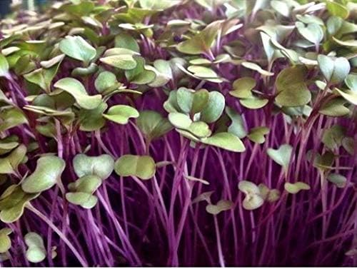 Nature’s Root Organic Kohlrabi Seeds 125g - Microgreen Sprouting Seeds | Healthy Superfood | Easy to Sprout | High Germination | Resealable Pack - Image 3