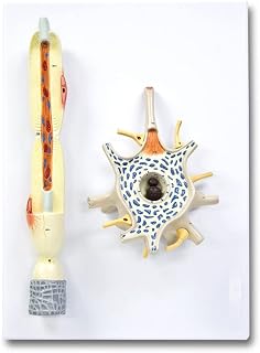 Walter Products B10507 Neuron Model, 2,500X Life Size, 2-Parts