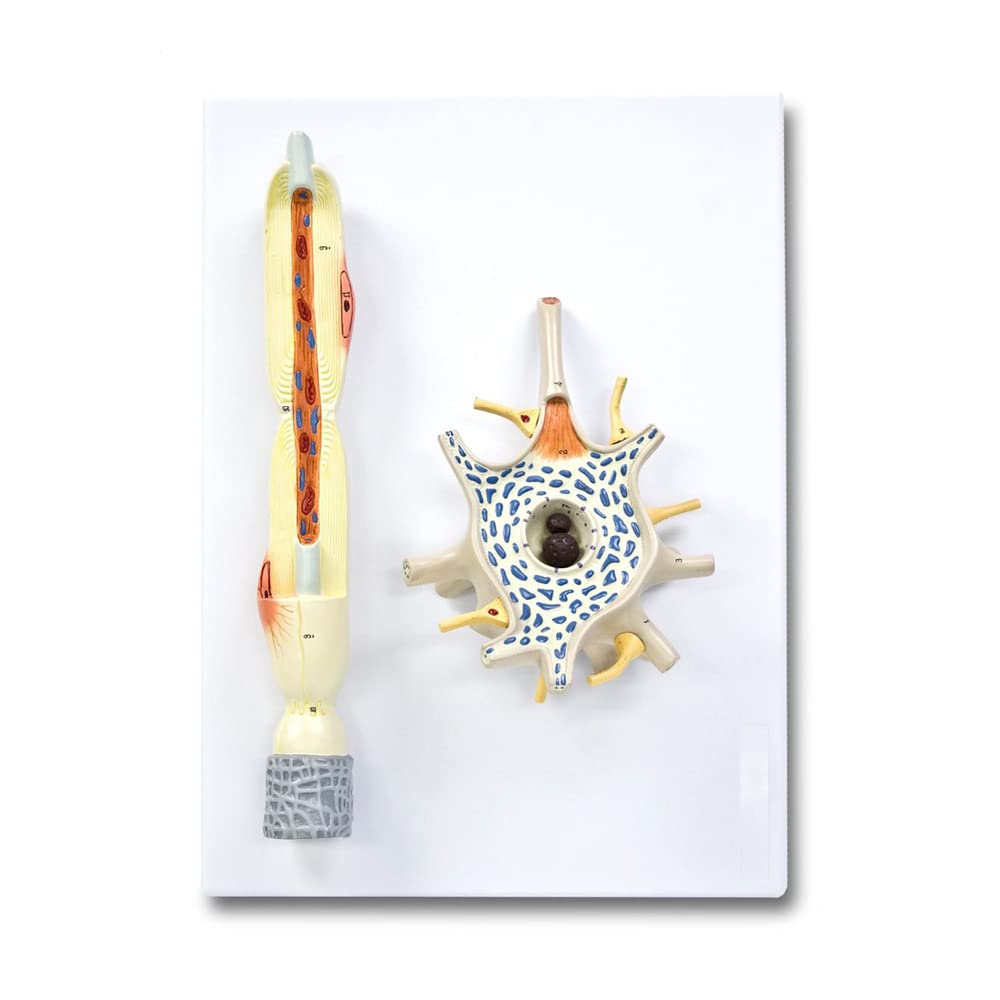 Walter Products B10507 Neuron Model, 2,500X Life Size, 2-Parts