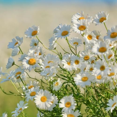 semillas de margarita para de balcón perennes resistentes decoración margaritas para bancales elevados cortadas silvestres balcón 200pcs