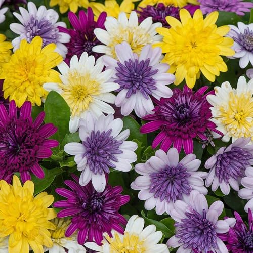 100pcs Mixed Daisy Osteospermum Flower Seeds