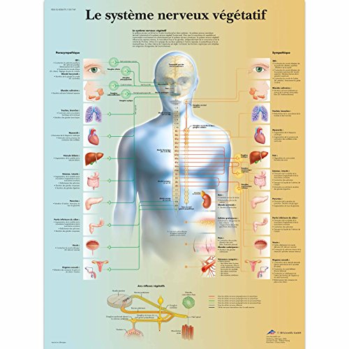 3B Scientific Tavola educativa del sistema nervoso autonomo, simpatico, parasimpatico e anatomia del SNA