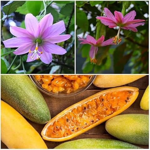 Eden Brothers Passiflora Seeds Cover
