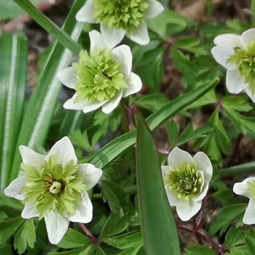 semi di anemone perenne resistente tappezzante anemone autunnale resistente to perenni per luoghi soleggiati da giardino, 300pcs