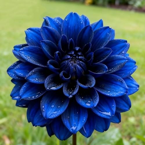 Dalia/rizomas de dalias perennes resistentes/rizomas de jardín perennes/dalias raro adecuado para cultivar en el jardín-2 Rizomas-b