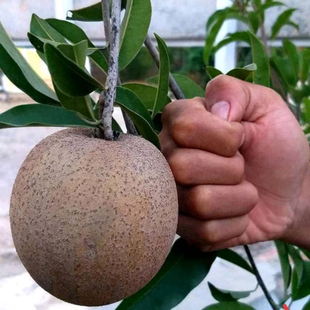 Bhumi Enterprise Hybrid Cricket Ball Sapota Plant,Chikoo, Sobeda Grafted plant very Sweet "Vietnam Variety" (Fruit After 1 Year) (B0BT4QJX4R) Amazon Price History, Amazon Price Tracker